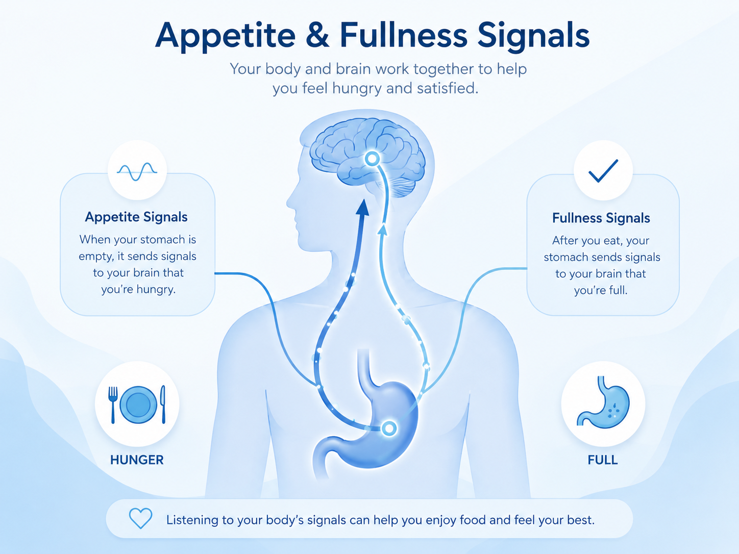 Diagram of appetite and fullness signals between the stomach and brain